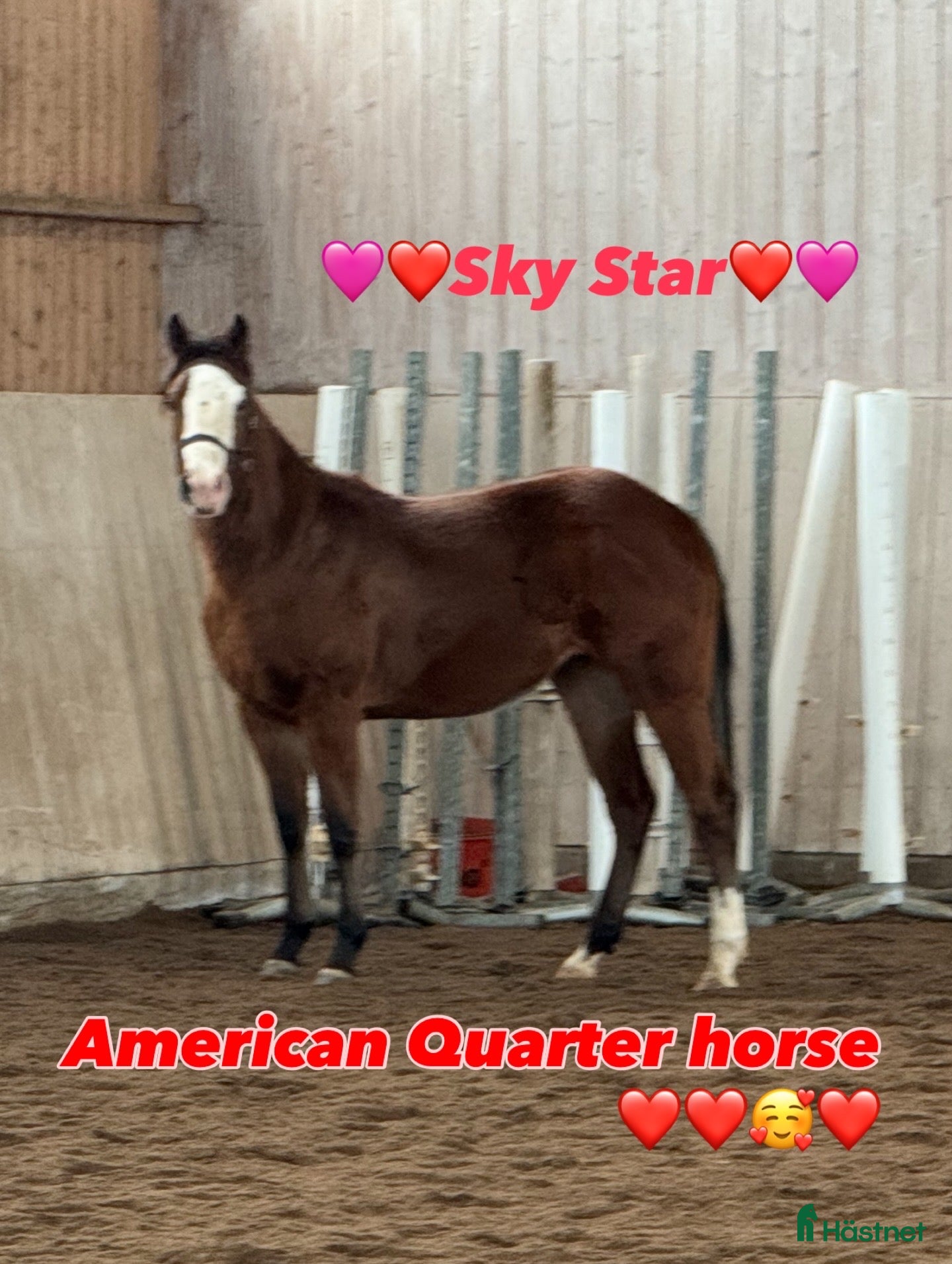  hästar Vackert tvåårigt sto ev. Byte - Annons 1