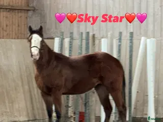 hästar Vackert tvåårigt sto ev. Byte - Annons 12