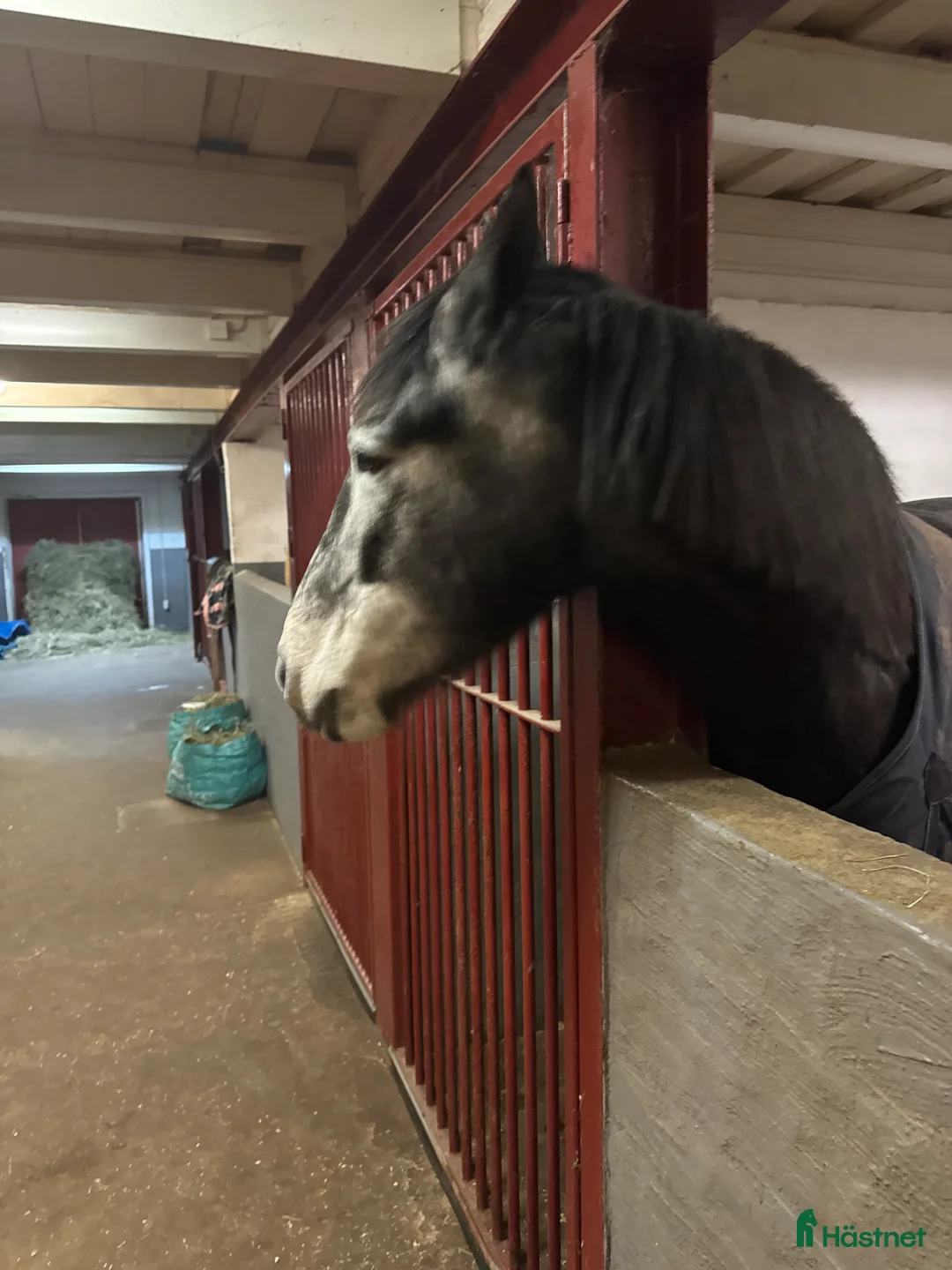 Allround hästar till salu: Queen  i Klippan - Annons 1