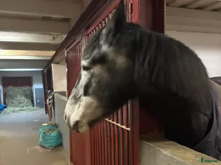 hästar Queen - Annons 3