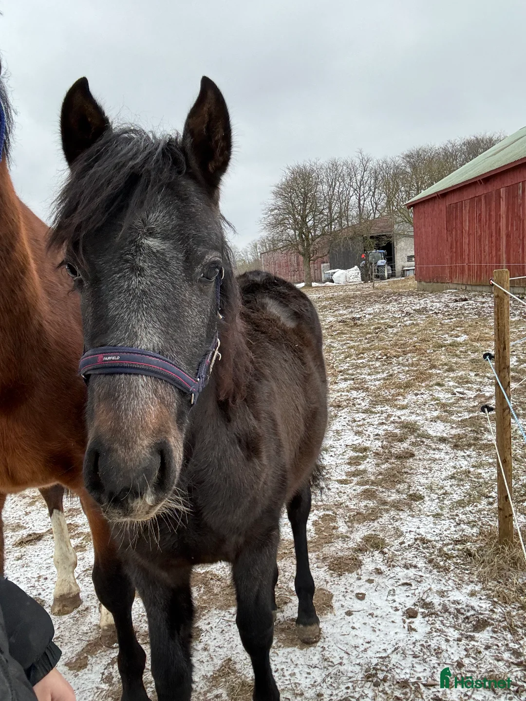 Allround hästar till salu: PRE-korsning  i Havdhem - Annons 2
