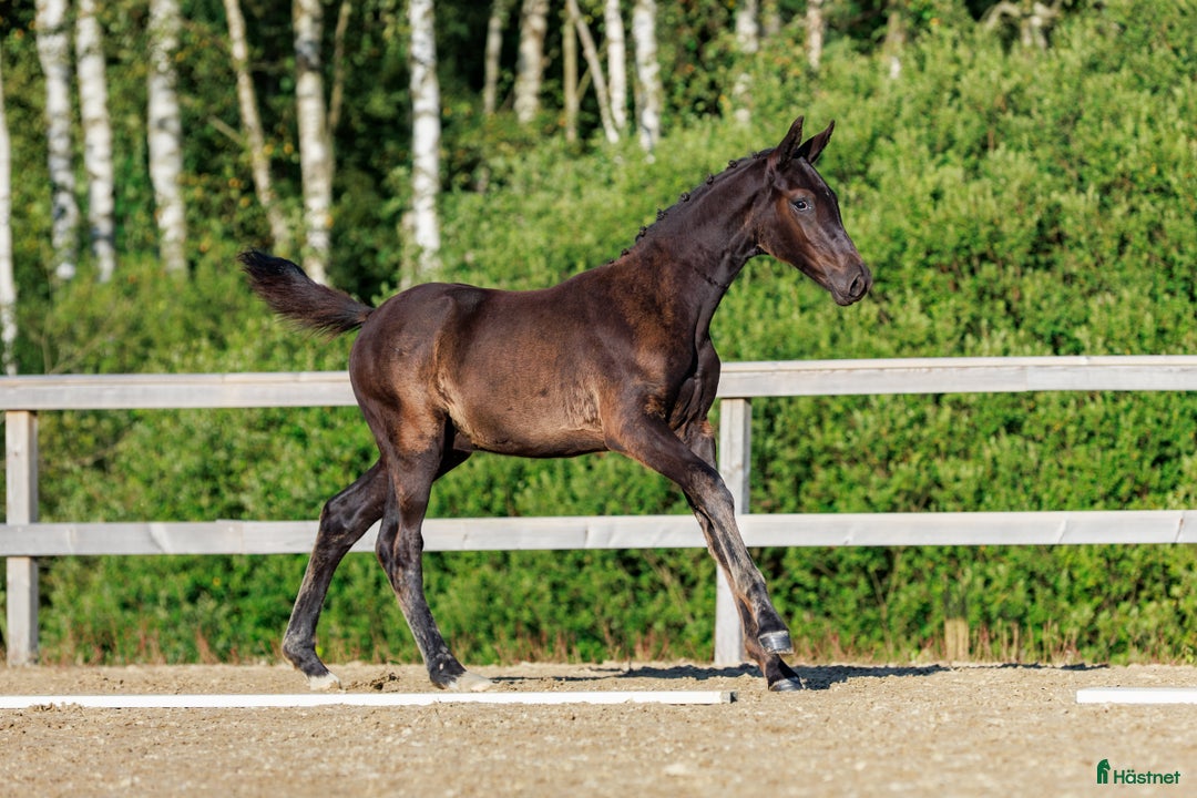 Dressyr hästar till salu: Svart Hingst Föl efter Bon Couer/Fürst Belissaro i Strömstad - Annons 2