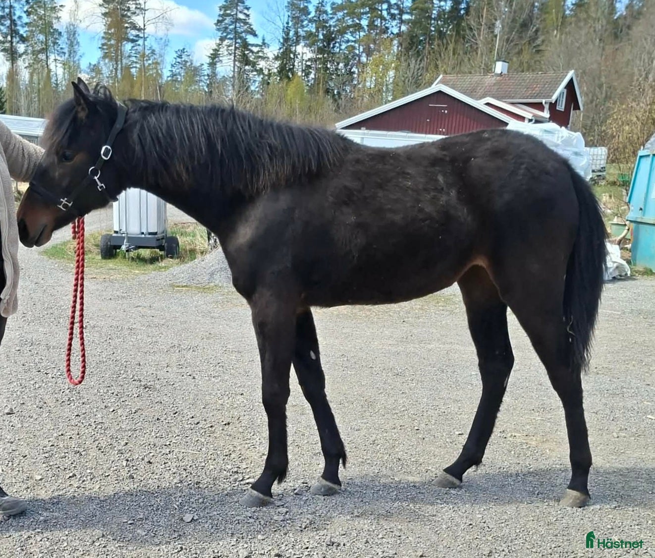  hästar Trevlig åring till trav - Annons 6