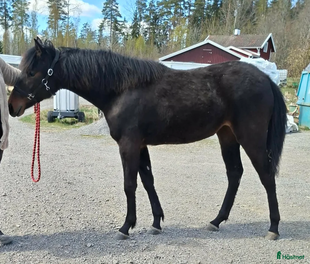Trav hästar till salu: Trevlig åring till trav - Annons 1