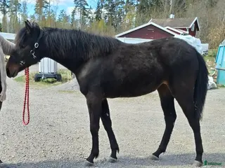 hästar Trevlig åring till trav - Annons 8