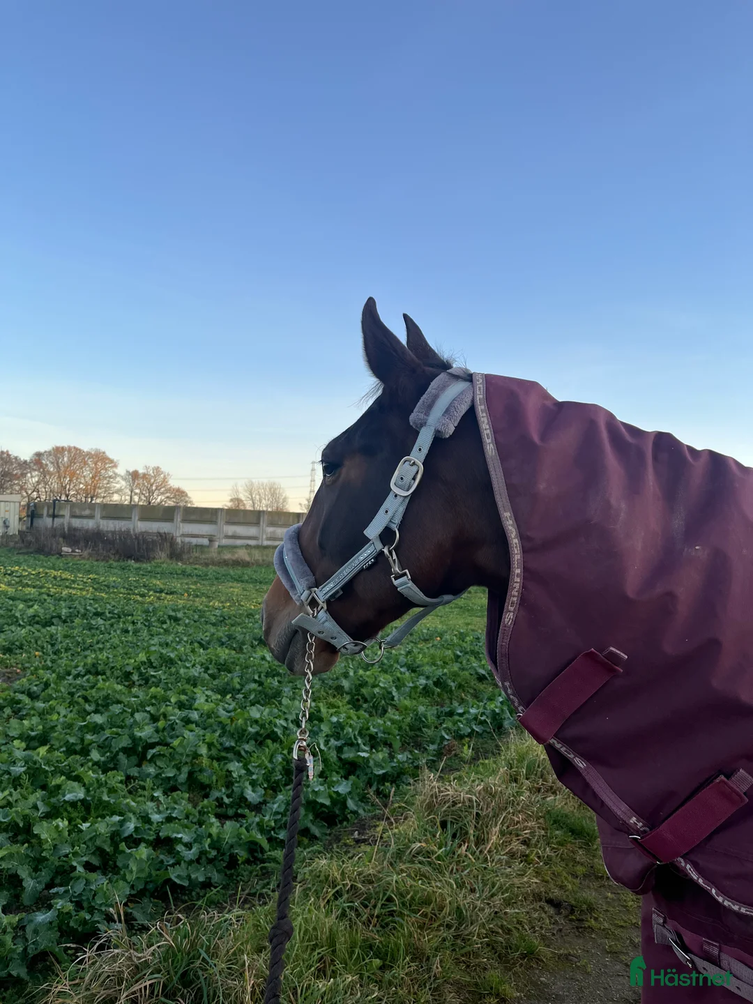 Allround hästar till salu: Snäll allround häst till salu i Vejbystrand - Annons 4