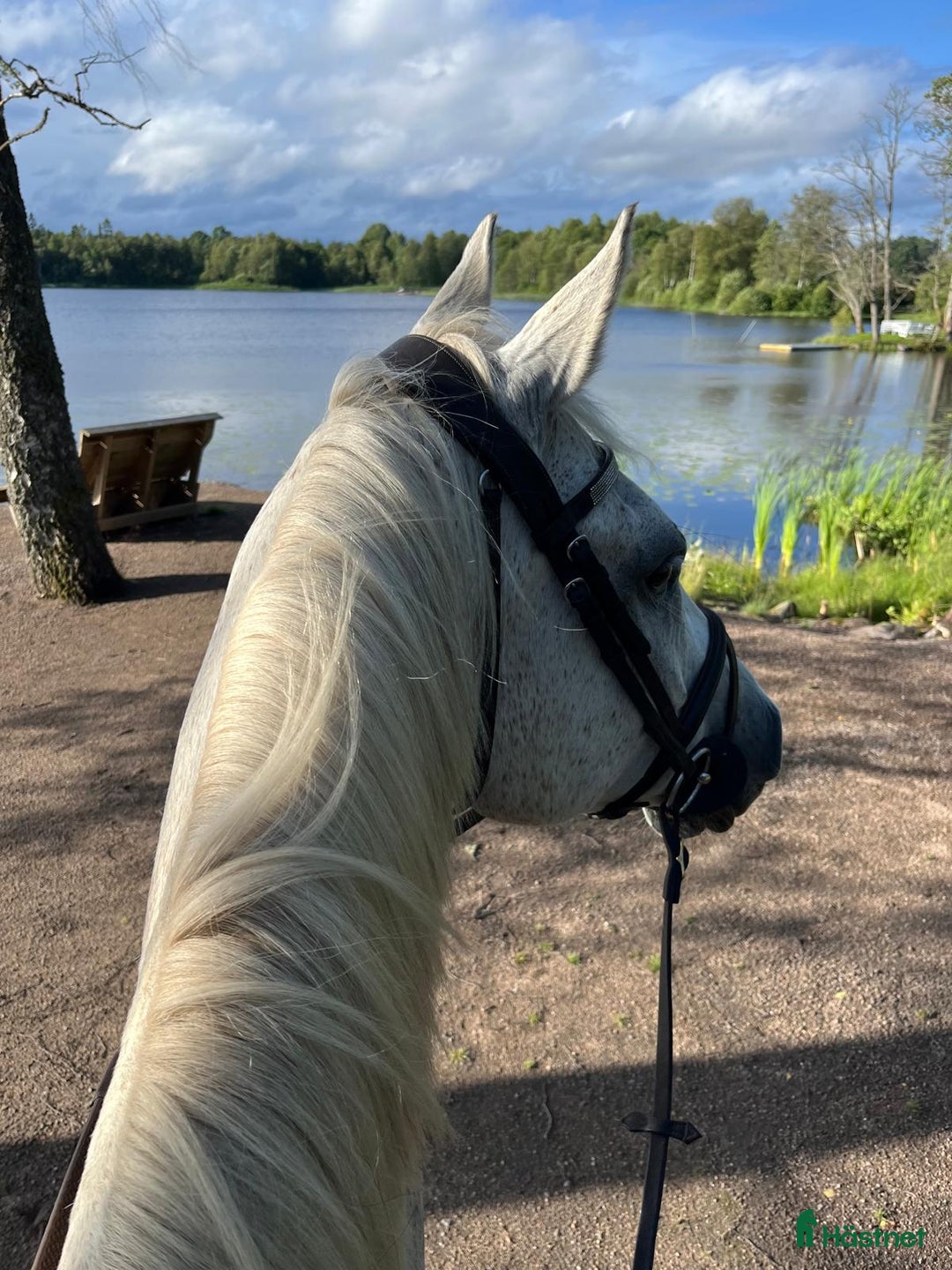 Hoppning hästar till salu: Stabil och erfaren läromästare i hoppning i Värnamo - Annons 5