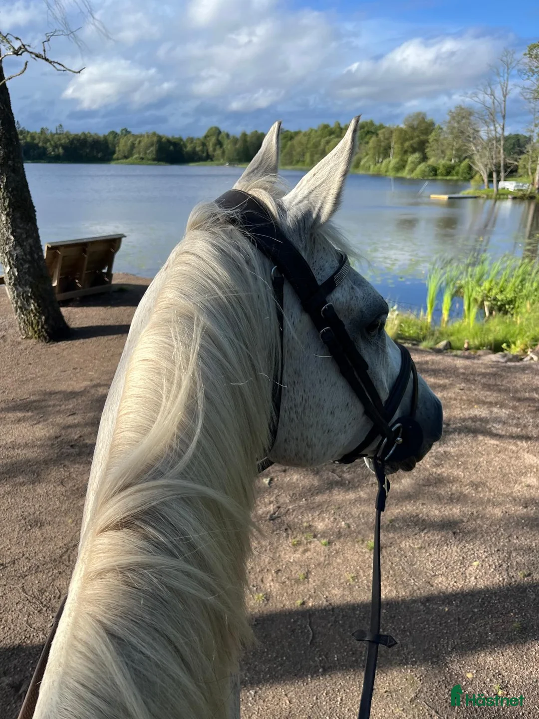 Hoppning hästar till salu: Stabil och erfaren läromästare i hoppning i Värnamo - Annons 5