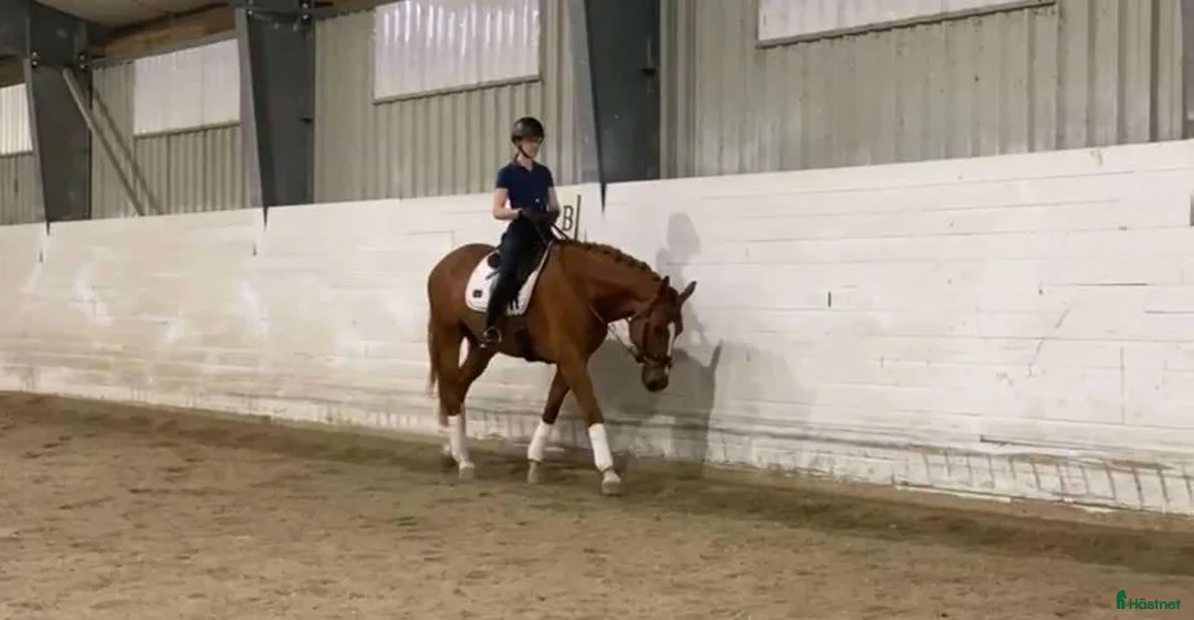 Hoppning hästar till salu: Super 9 åring tilsalgs! - Annons 6