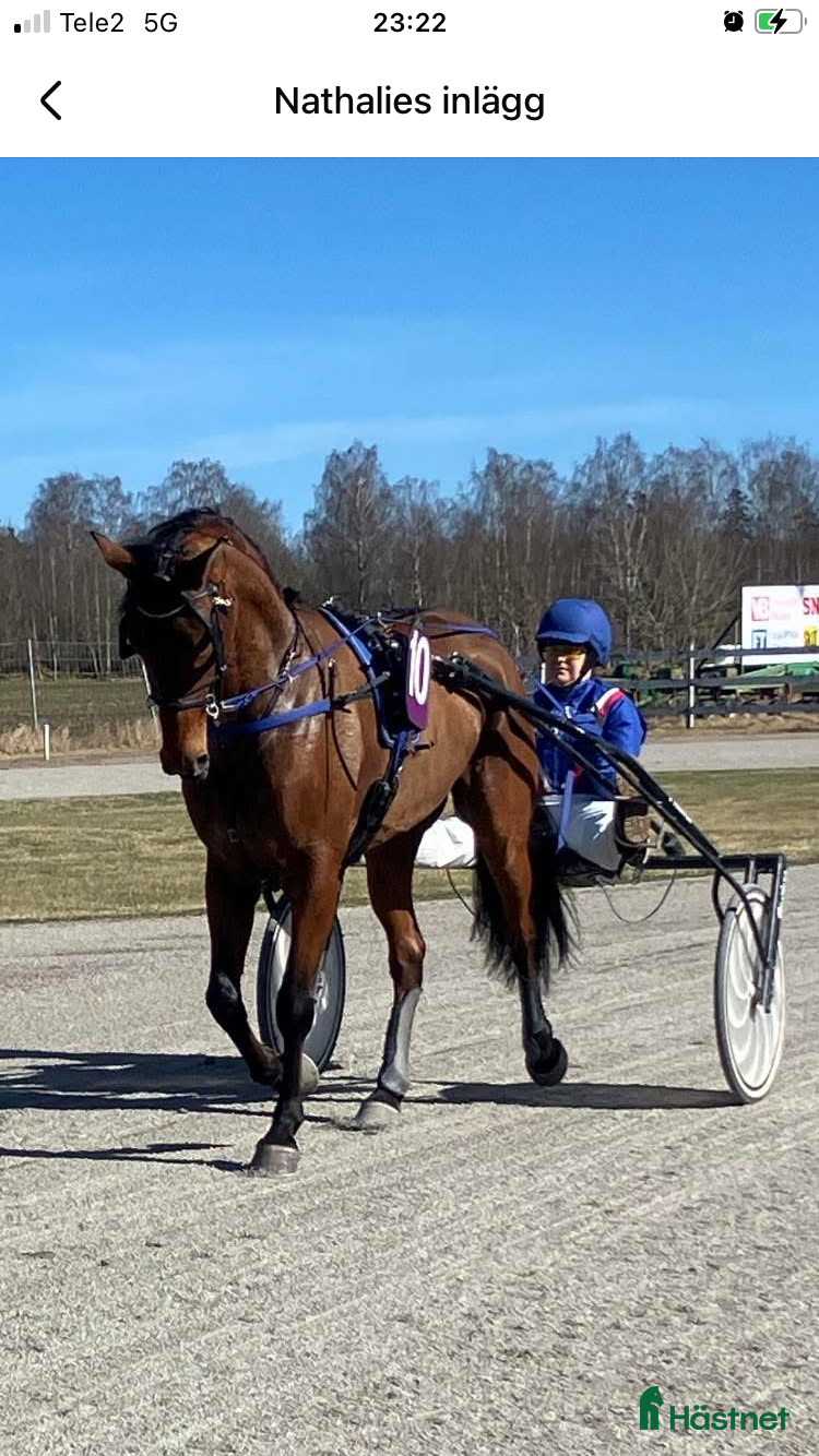Allround hästar till salu: Luke combs en riktig bästa vän ❤️ i Skara - Annons 2