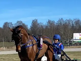 Allround hästar till salu: Luke combs en riktig bästa vän ❤️ i Skara - Annons 2