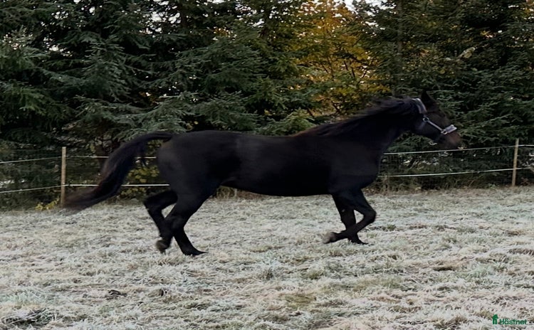  medryttarhäst finnes i Arboga - Annons 10
