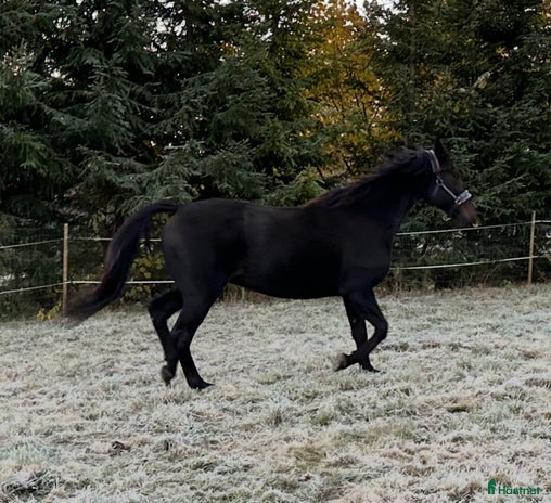 medryttarhäst finnes i Arboga - Annons 10