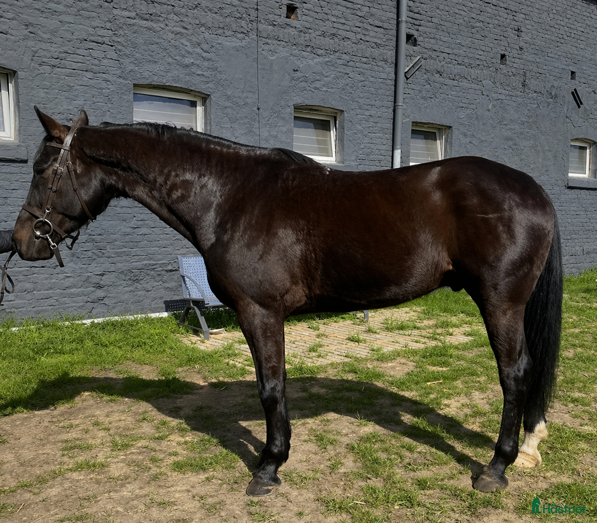  hästar Wonderful 6-year-old gelding for everyone - Annons 1