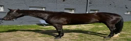 Allround hästar till salu: Wonderful 6-year-old gelding for everyone - Annons 1