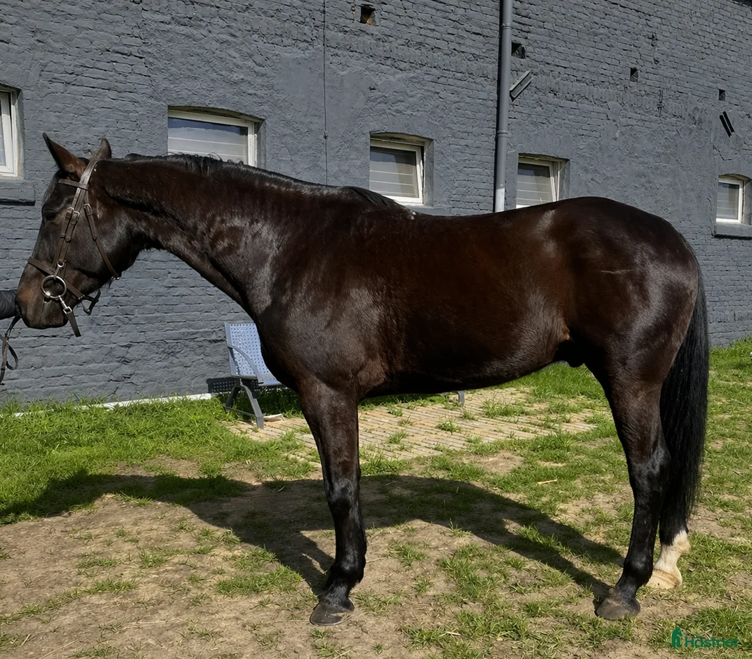 Allround hästar till salu: Wonderful 6-year-old gelding for everyone - Annons 1