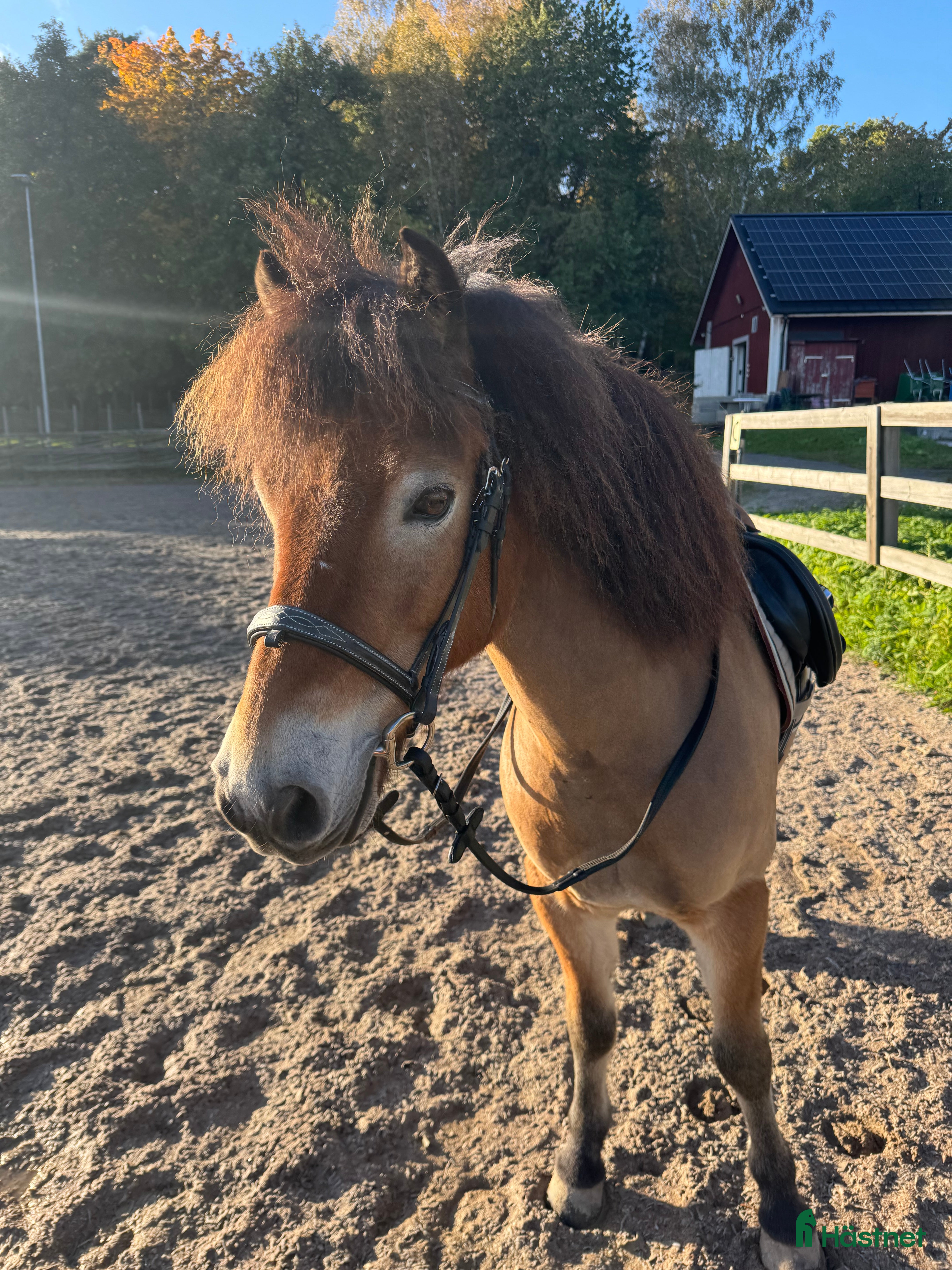 Allround hästar sökes: B-ponny söker medryttare i Ekerö - Annons 1