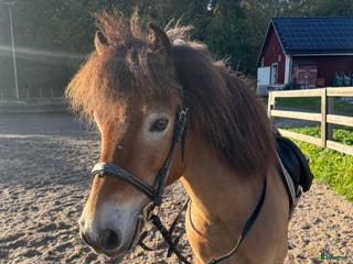 hästar B-ponny söker medryttare i Ekerö - Annons 15