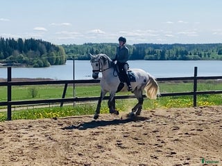 hästjobb Showjumping flat rider/groom required in Ireland. i Stockholm - Annons 14