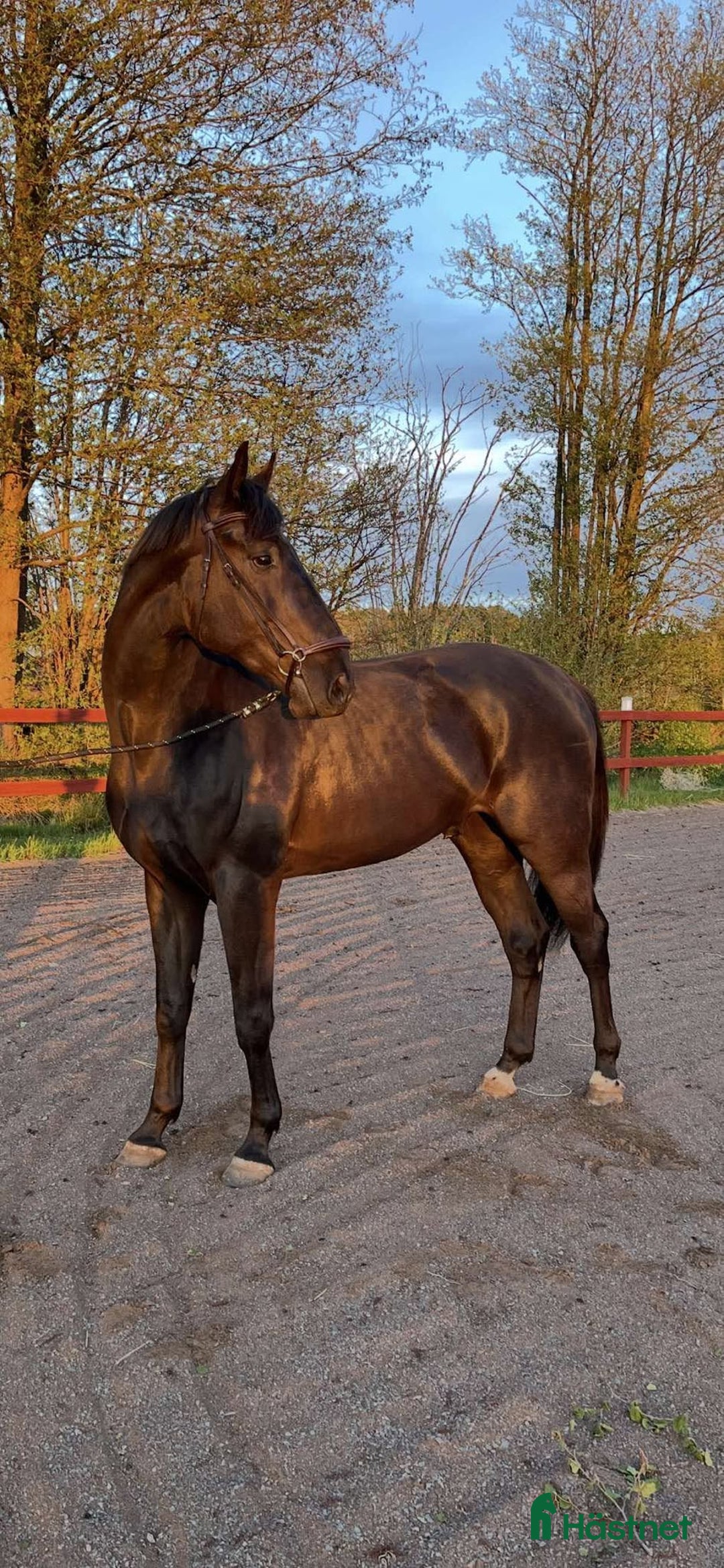 Hoppning hästar till salu: Välstammad & lovande 3-åring i Mönsterås - Annons 3