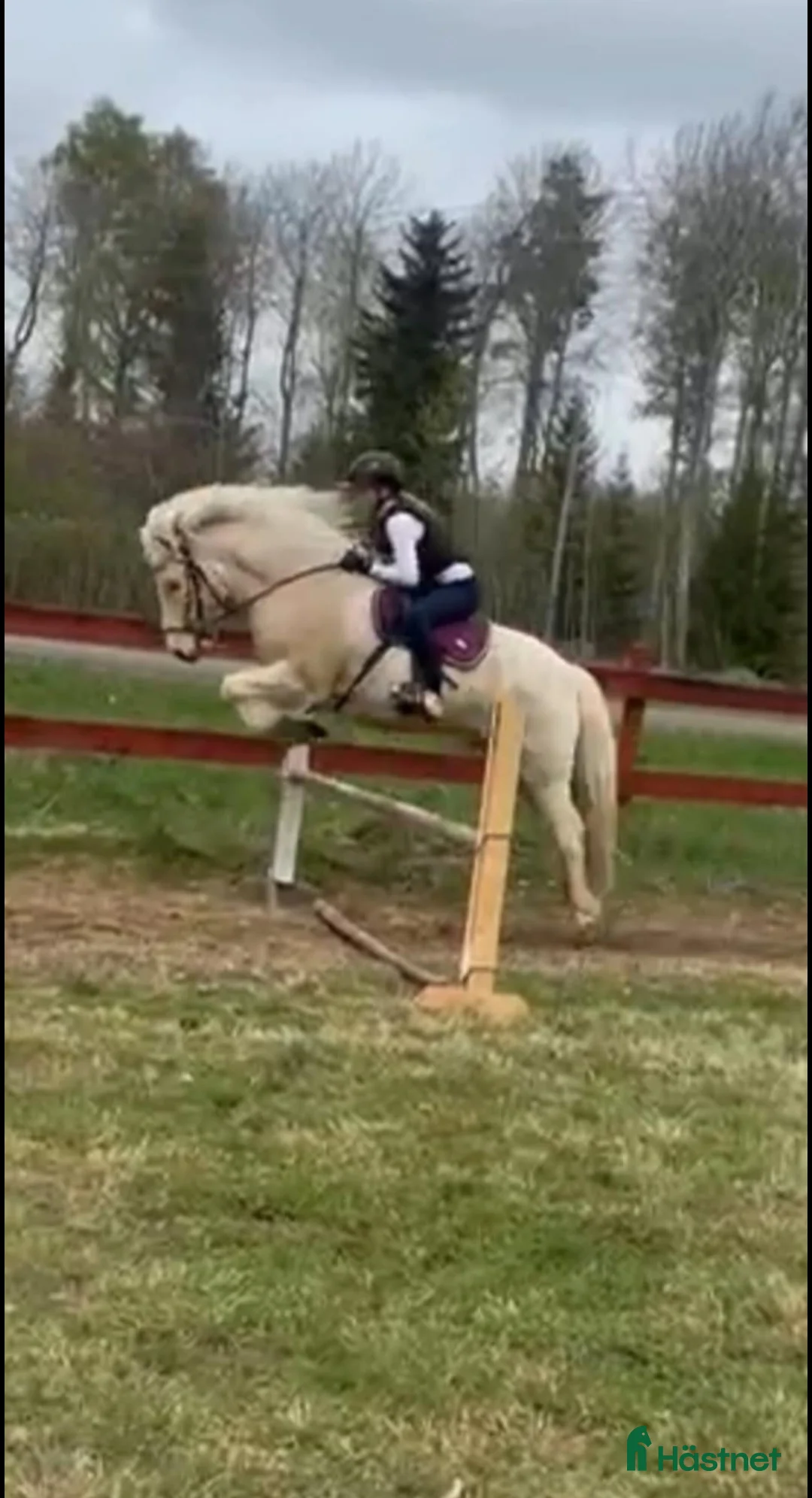 Island hästar till salu: Islandshästar från 2-20år  i Pålsboda - Annons 3