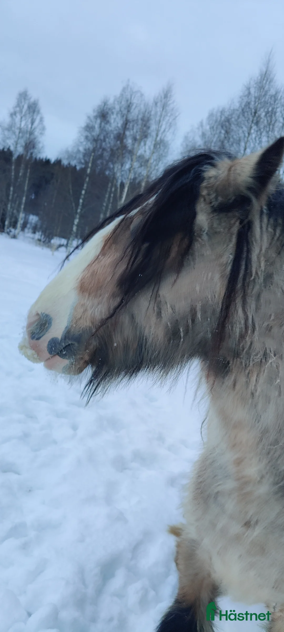 Övrigt hästar till salu: Gulbrun grabb - Annons 3