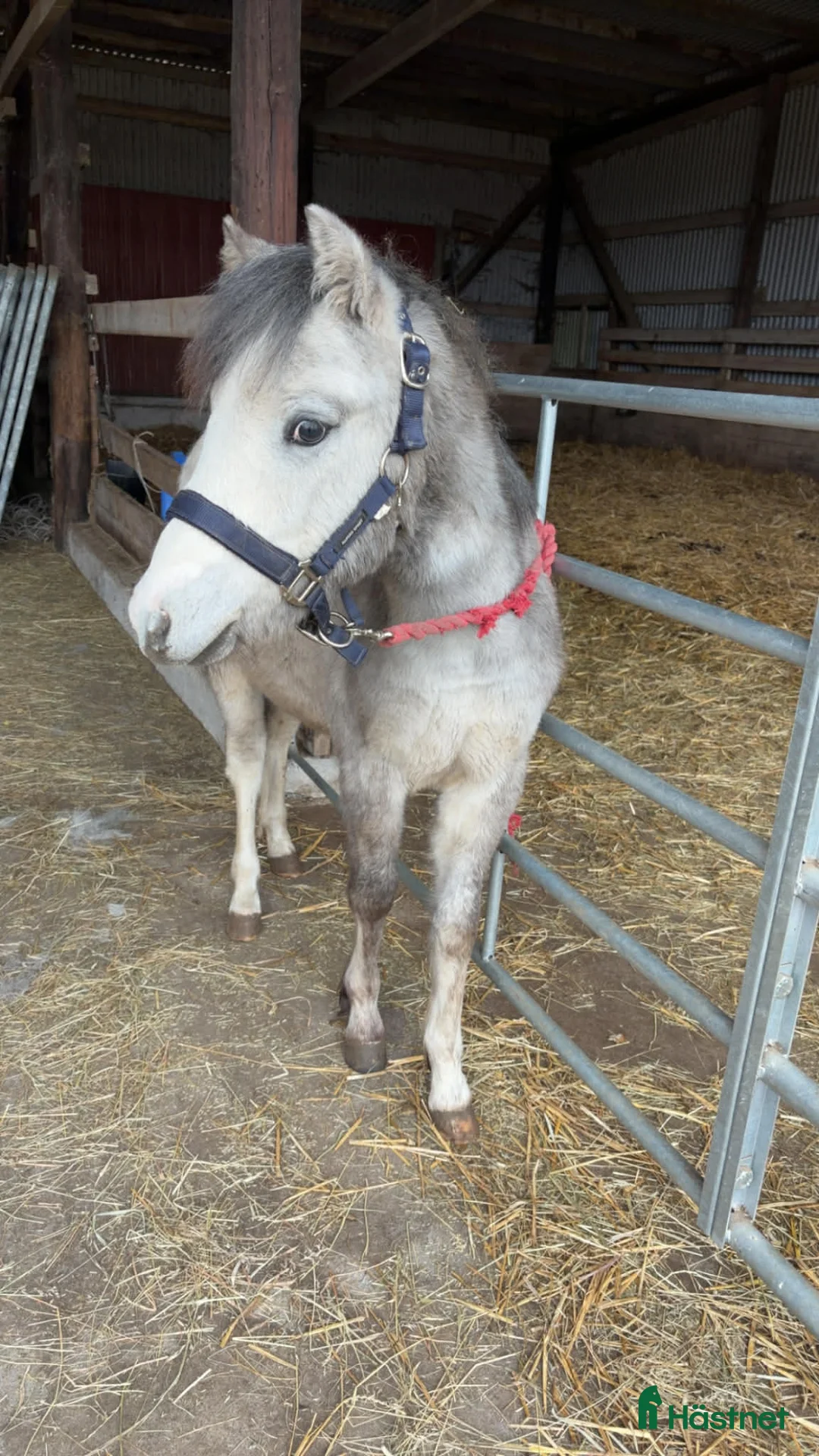 Allround hästar till salu: Welsh valack  - Annons 2