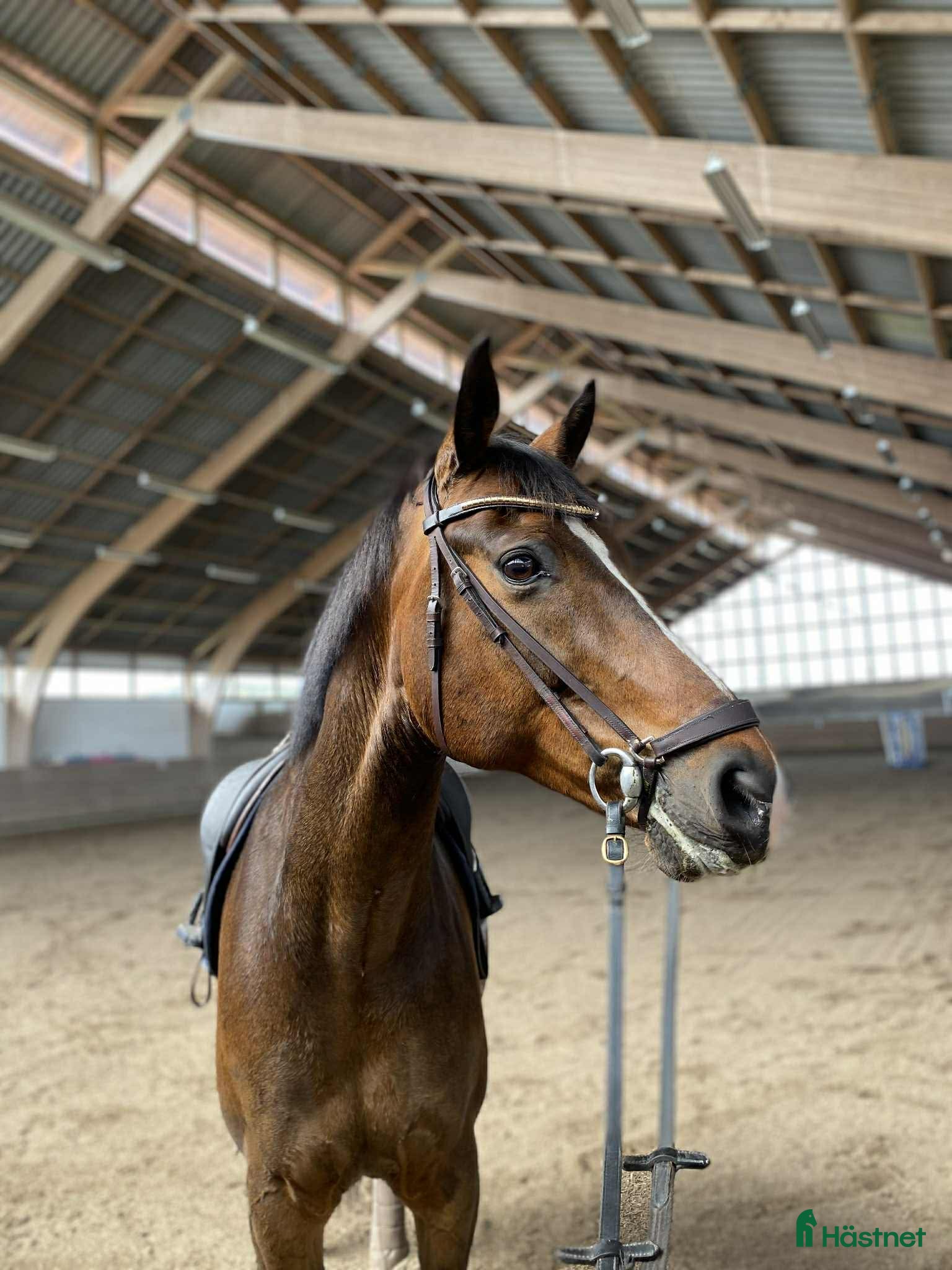  hästar Gentleman söker nytt hem i Genarp - Annons 5