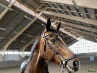 hästar Gentleman söker nytt hem i Genarp - Annons 5