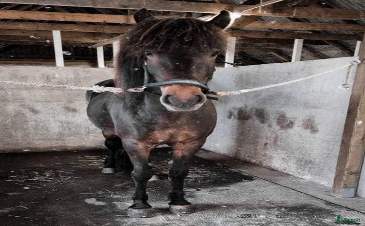  hästar Fint sto  i Sölvesborg - Annons 9