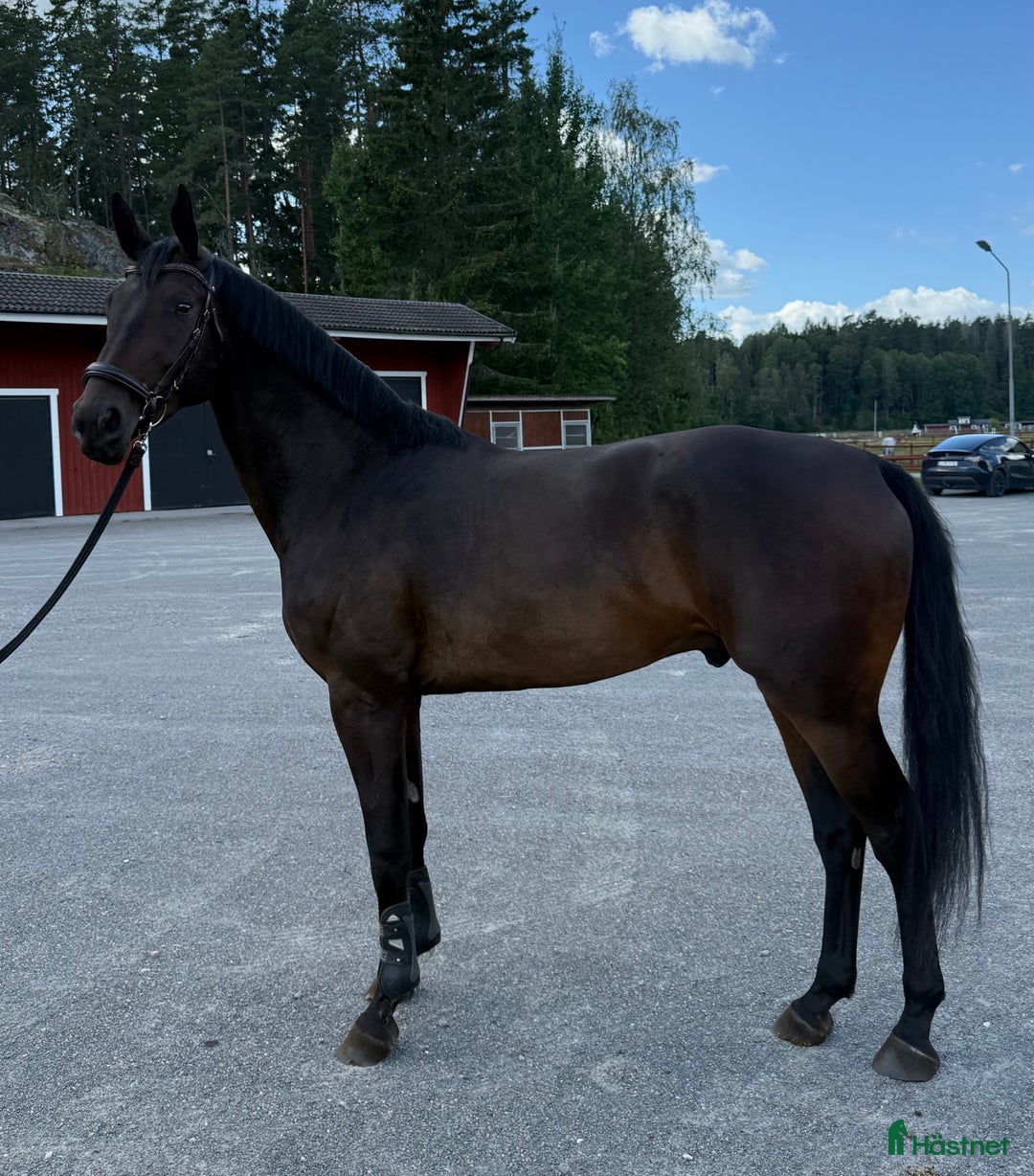 Dressyr hästar till salu: Underbar och reslig valack  i Runhällen - Annons 3