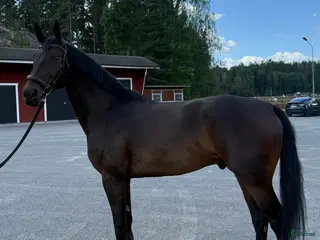 hästar Underbar och reslig valack i Runhällen - Annons 17