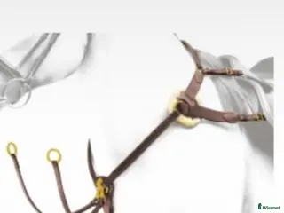 Övrig Hästutrustning hästutrustning Förbygel equipe i Eksjö - Annons 3