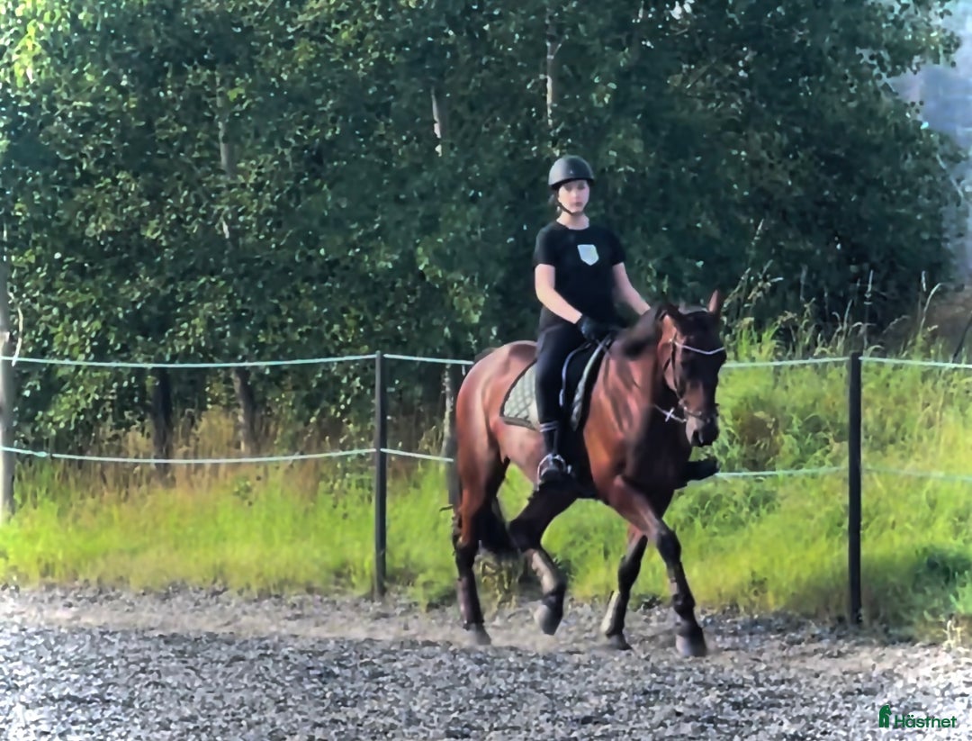 Allround hästar till salu: En go häst att göra lite av varje med i Vallentuna - Annons 2