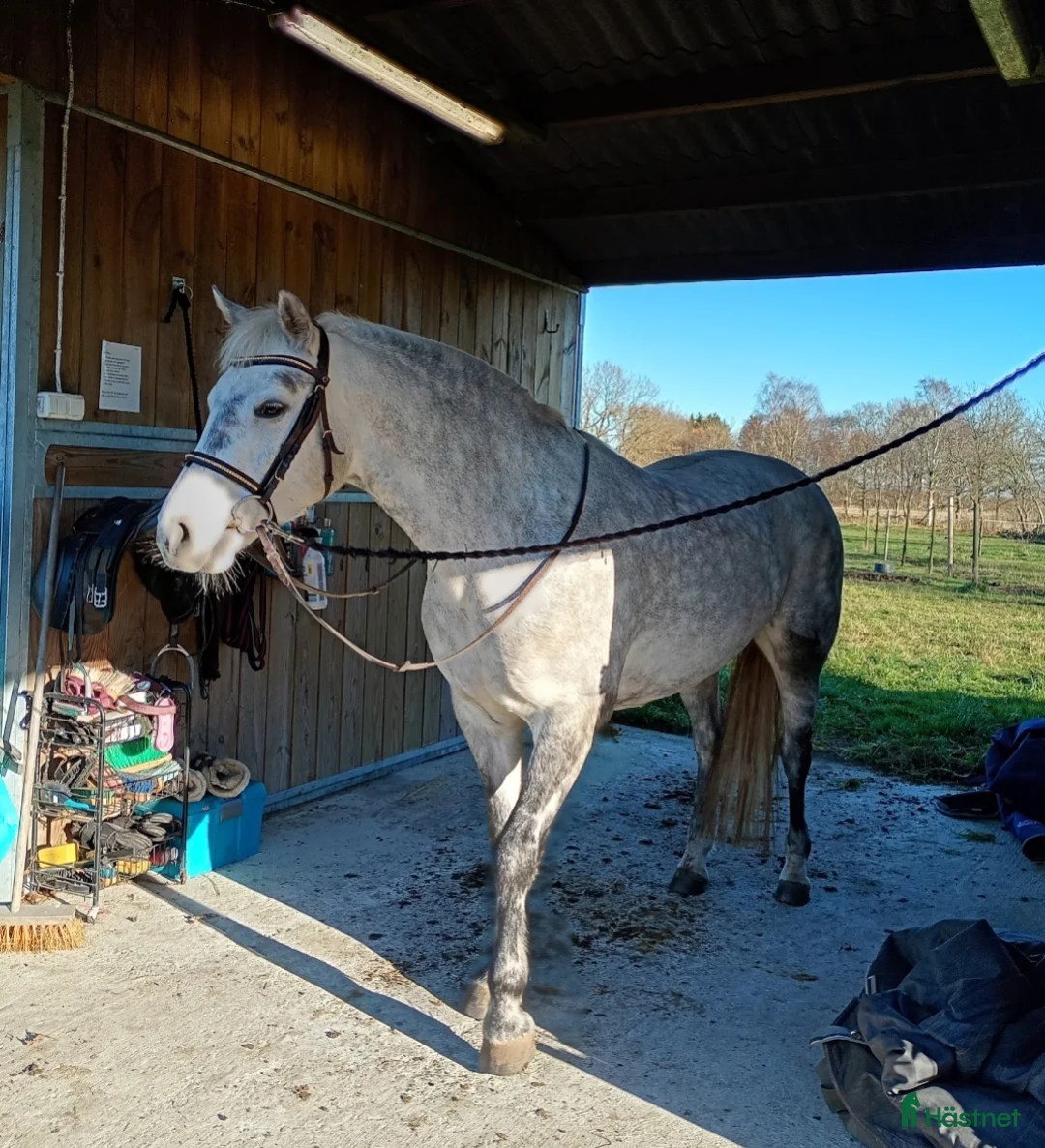 Hoppning hästar till salu: Drömponny 🌟  - Annons 2