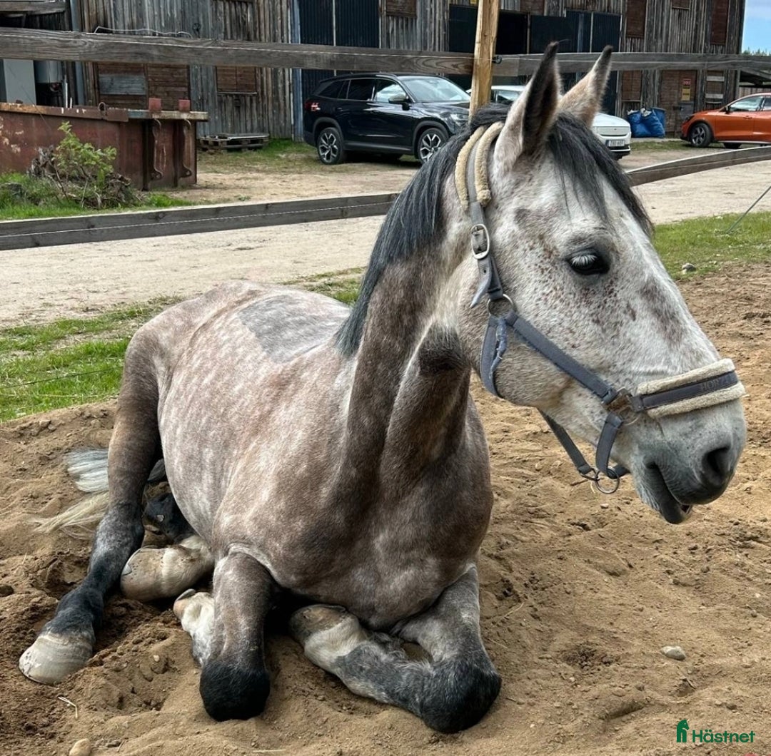 Hoppning hästar till salu: SWB nybliven 8 åring . E.Berlin - Hip Hop  - Annons 4