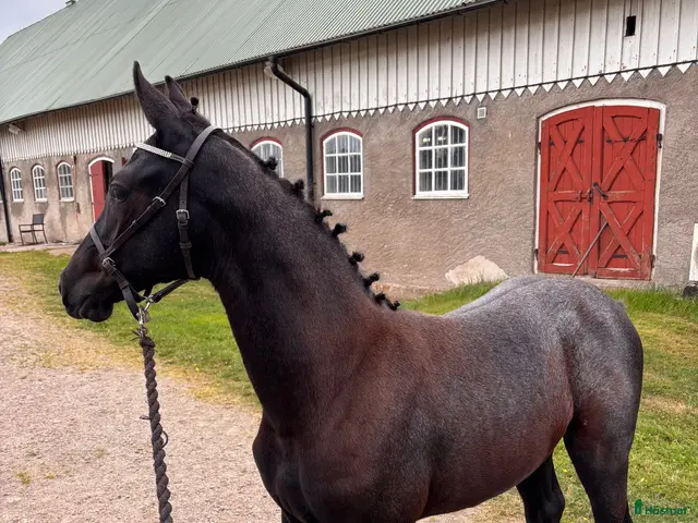 hästar till salu: Framtidens stjärna swb sto föl - Annons 1