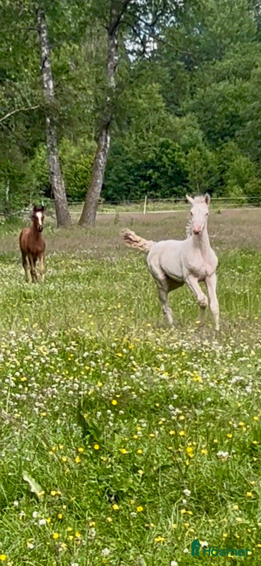 Allround hästar till salu: kvalitetsföl PRE, Sto och Perlino Hingst i Ullared - Annons 7