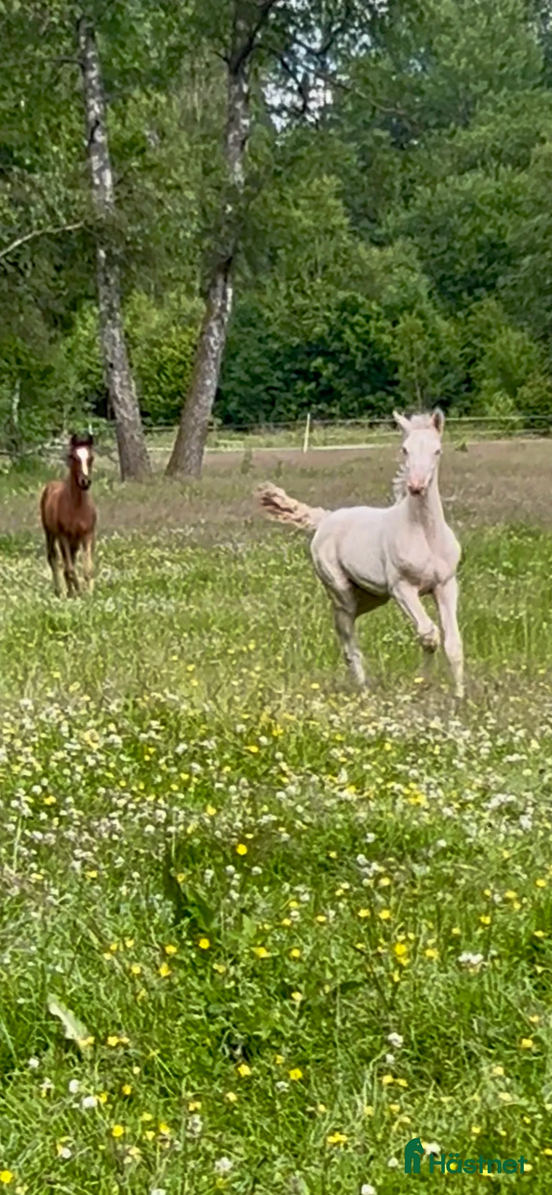 Allround hästar till salu: kvalitetsföl PRE, Sto och Perlino Hingst i Ullared - Annons 7