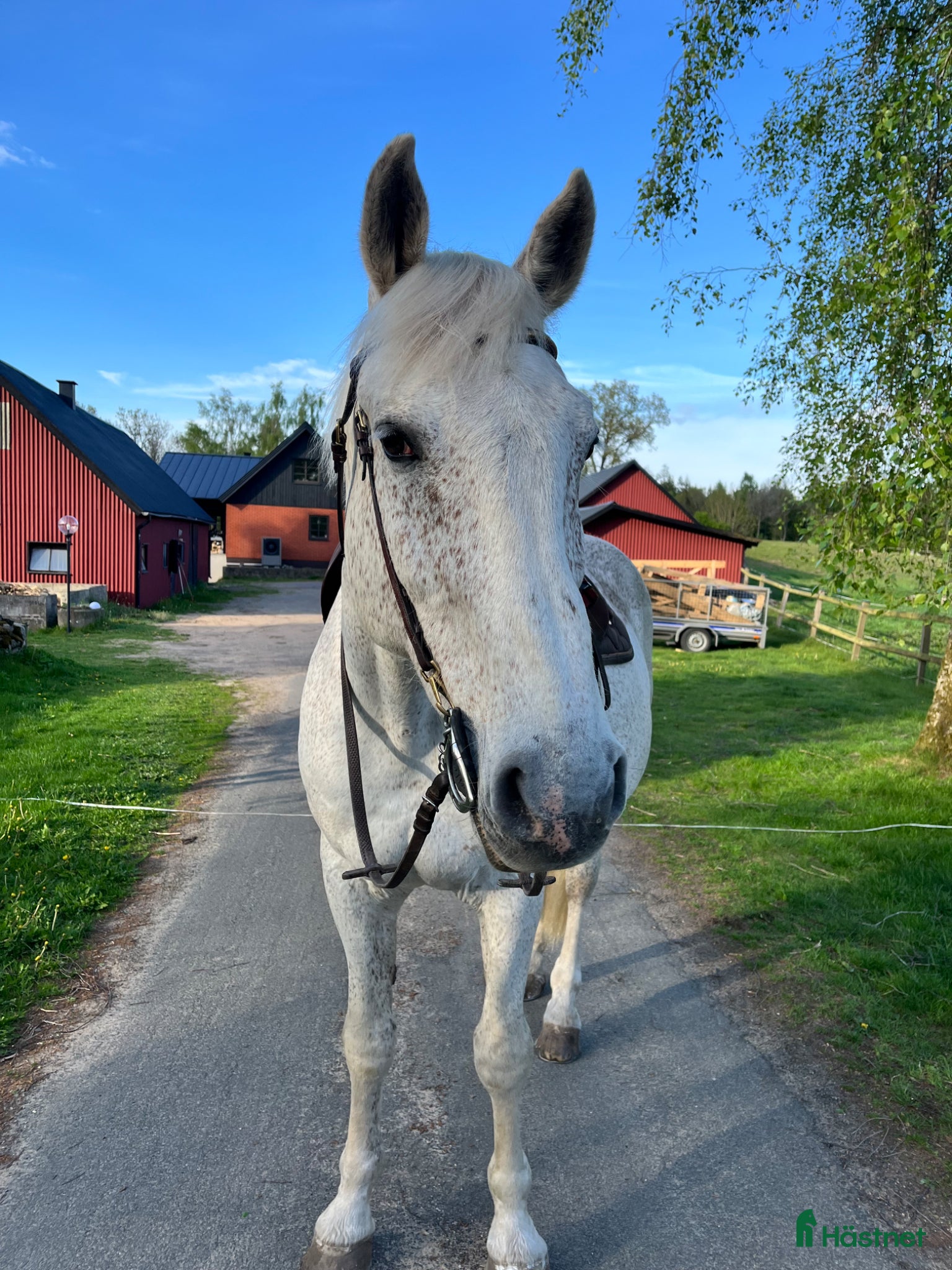 Allround hästar till salu: Fin och trygg valack, -perfekt skogskamrat - Annons 1