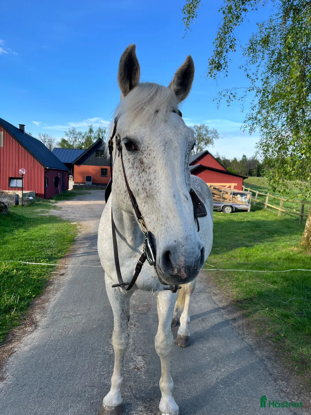 Allround hästar till salu: Fin och trygg valack, -perfekt skogskamrat i Hässleholm - Annons 1