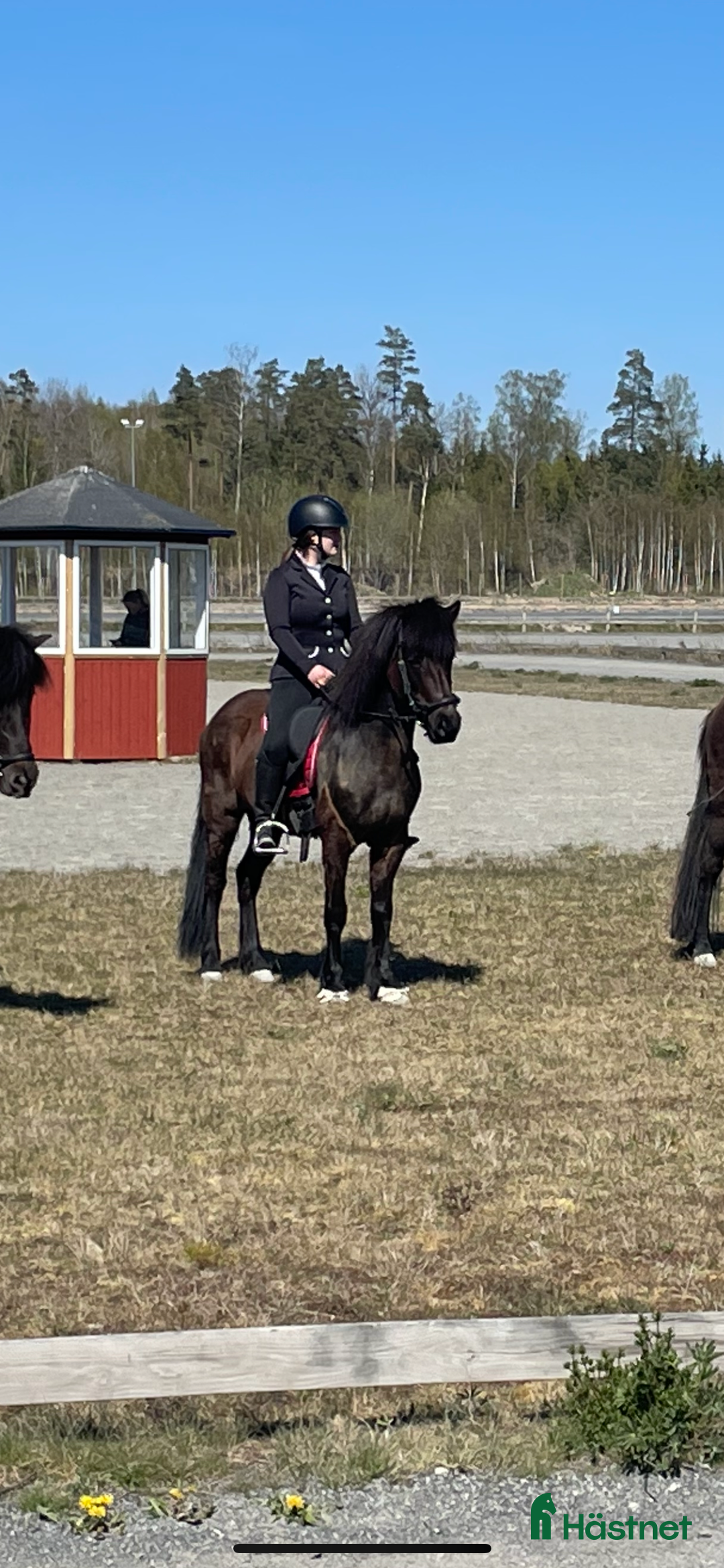 Island hästar till salu: Pigg och social Isis med potential! i Kalmar - Bild 7