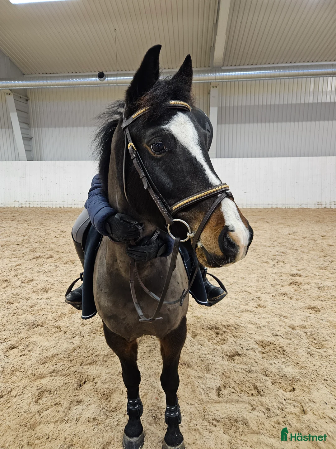 Dressyr hästar till salu: B-ponny med stor potential ⭐️ - Annons 2