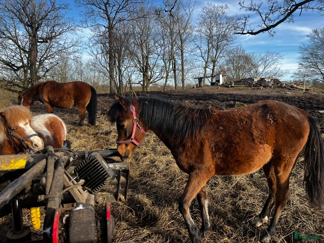 Allround hästar till salu: Vacker w.partbreed i Fridlevstad - Annons 2