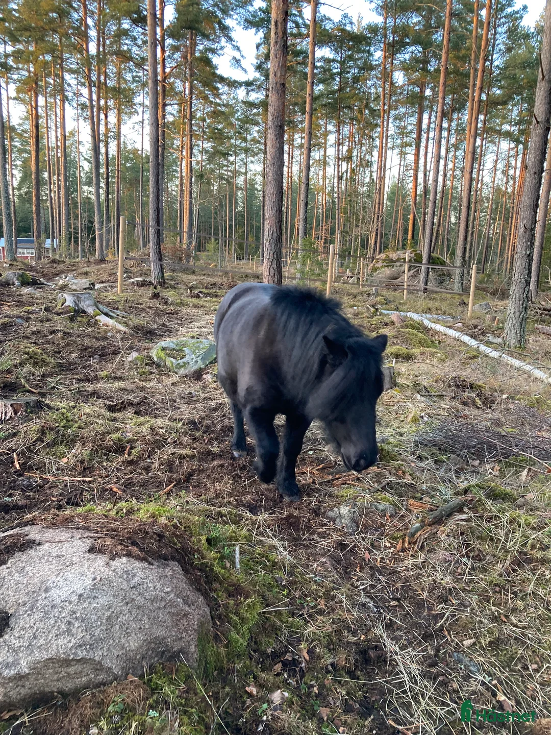 Allround hästar till salu: Rar Shetlandsponny i Linköping - Annons 5