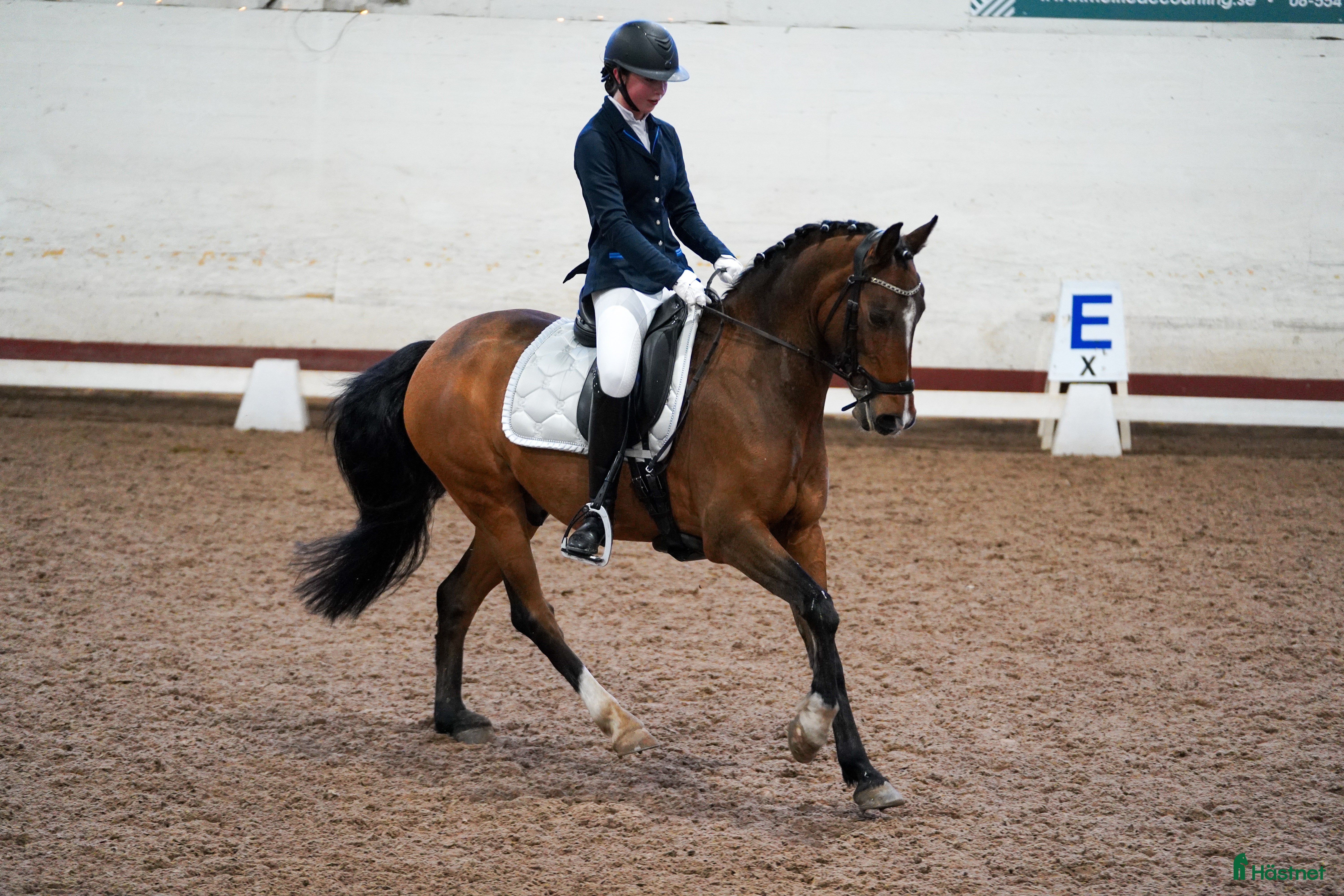  hästar FEI ponny - läromästare med härlig energi - Annons 3