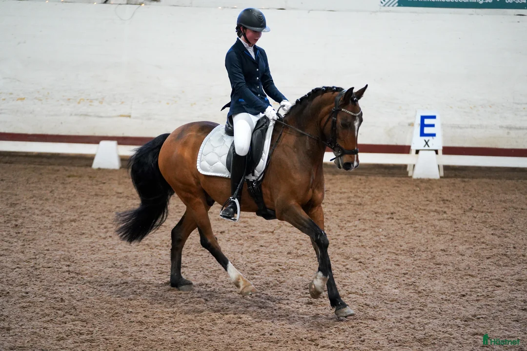 Dressyr hästar till salu: FEI ponny - läromästare med härlig energi - Annons 1