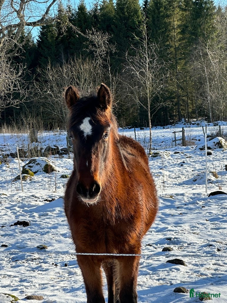  hästar Åring, korsning PRE och kallblodstravare - Annons 3