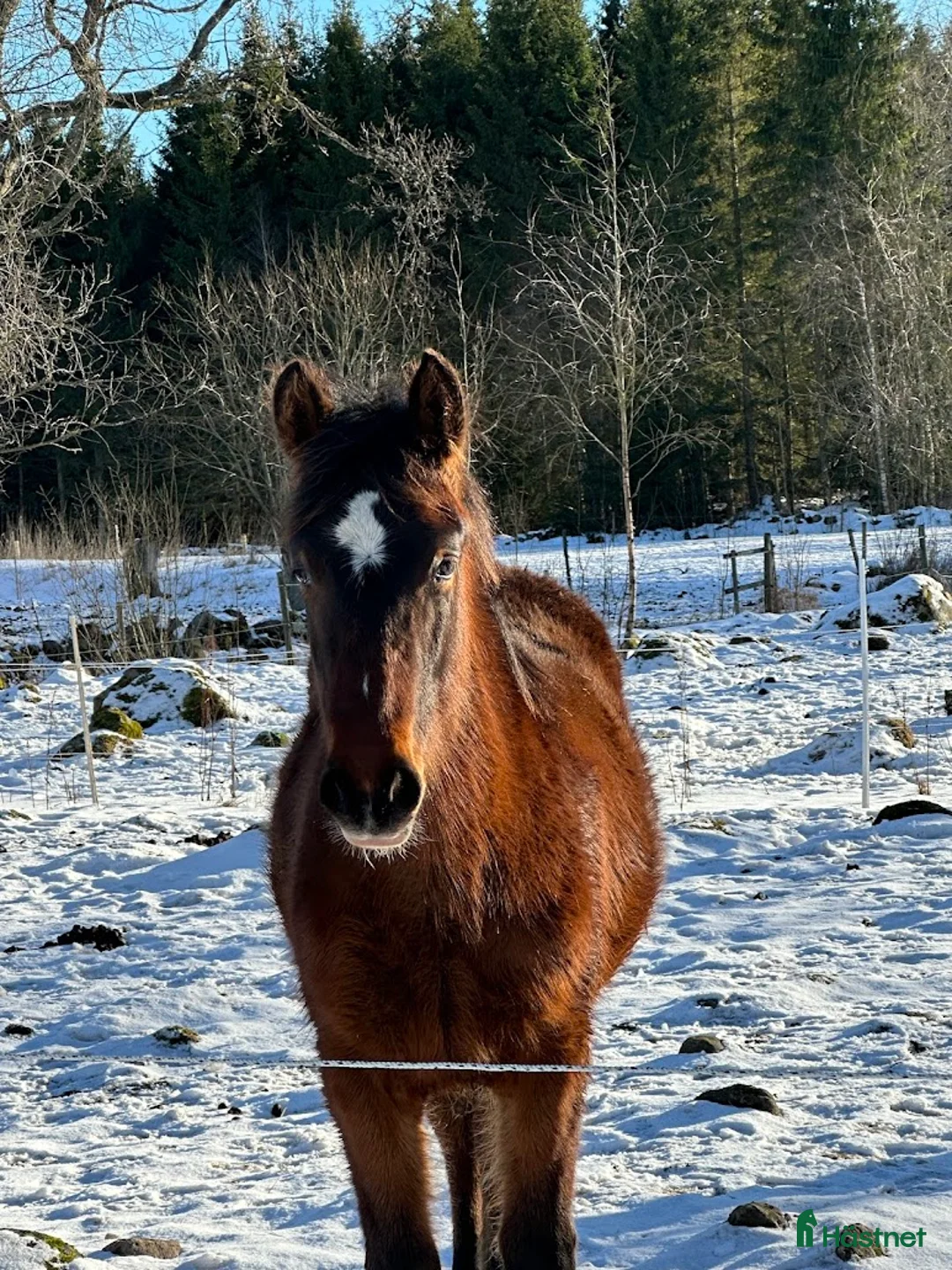 Allround hästar till salu: Åring, korsning PRE och kallblodstravare - Annons 1
