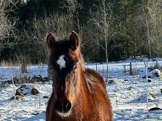 hästar Åring, korsning PRE och kallblodstravare - Annons 3